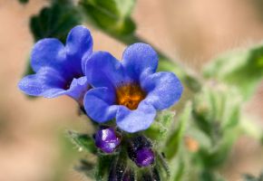 alkanna tinctoria root extract (alkannin)