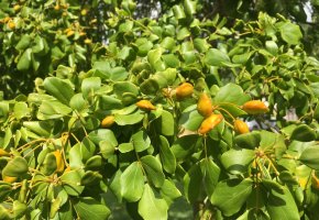 Е241 — Гваяковая смола (гваяковая камедь)